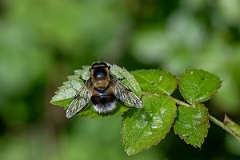 David Plant Photography - Wildlife Photography - Volucella bombylans - D