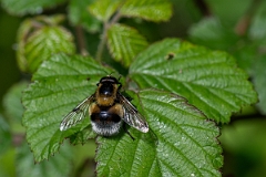 David Plant Photography - Wildlife Photography - Volucella bombylans - E