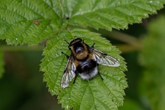 David Plant Photography - Wildlife Photography - Volucella bombylans - F