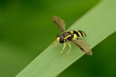 David Plant Photography - Wildlife Photography - Xanthogramma pedissequum - A