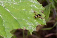 David Plant Photography - Wildlife Photography - Xanthogramma pedissequum - C