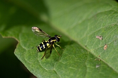 David Plant Photography - Wildlife Photography - Xanthogramma pedissequum - E