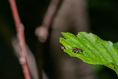 David Plant Photography - Wildlife Photography - Xylota segnis - A