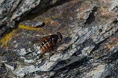 David Plant Photography - Wildlife Photography - Yellow-barred peat hoverfly, Sericomyia silentis - A