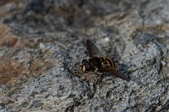 David Plant Photography - Wildlife Photography - Yellow-barred peat hoverfly, Sericomyia silentis - B