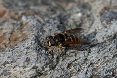 David Plant Photography - Wildlife Photography - Yellow-barred peat hoverfly, Sericomyia silentis - C