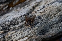 David Plant Photography - Wildlife Photography - Yellow-barred peat hoverfly, Sericomyia silentis - D