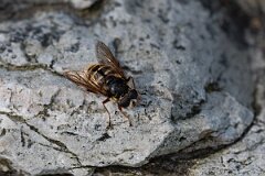 David Plant Photography - Wildlife Photography - Yellow-barred peat hoverfly, Sericomyia silentis - E