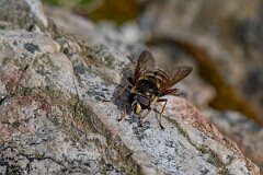 David Plant Photography - Wildlife Photography - Yellow-barred peat hoverfly, Sericomyia silentis - F