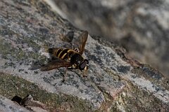 David Plant Photography - Wildlife Photography - Yellow-barred peat hoverfly, Sericomyia silentis - G