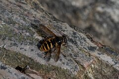 David Plant Photography - Wildlife Photography - Yellow-barred peat hoverfly, Sericomyia silentis - H