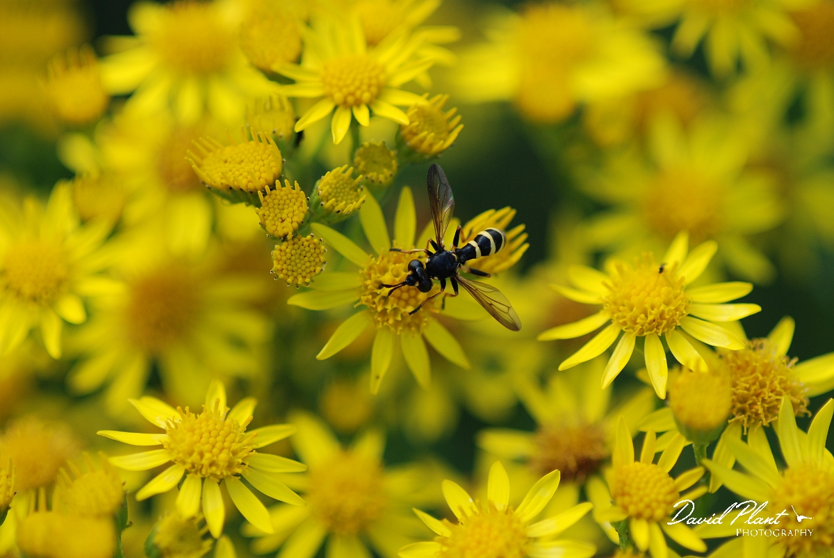 David Plant Photography - Wildlife Photographer - Conops flavipes - A.JPG - Conops flavipes - Cotswolds