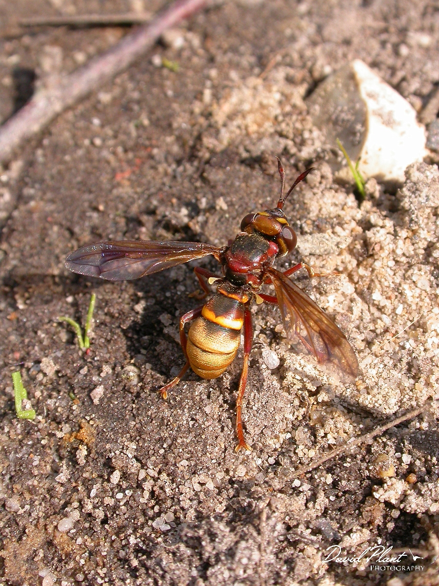David Plant Photography - Wildlife Photographer - Conops species - A.JPG - Conops vesicularis? - Bath