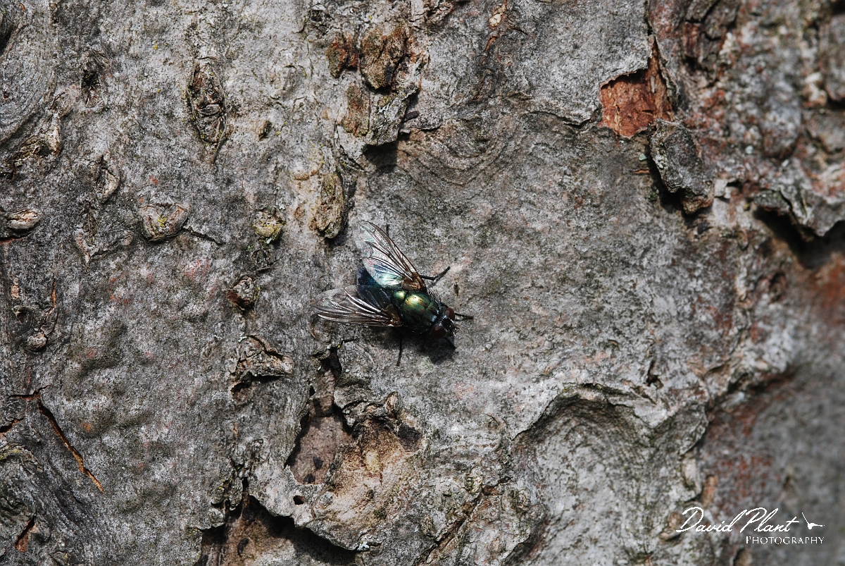 David Plant Photography - Wildlife Photographer - Greenbottle - A.JPG - Greenbottle - Cotswolds