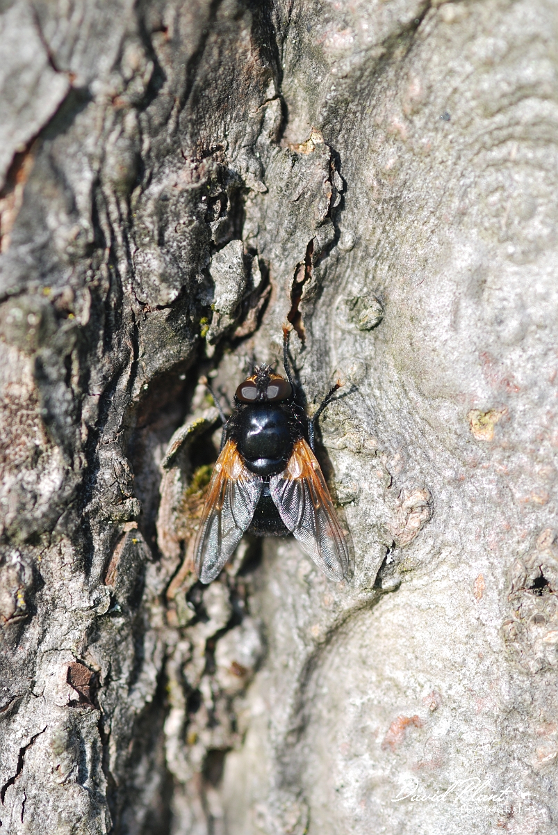 David Plant Photography - Wildlife Photographer - Mesembrina meridiana - A.JPG - Noon-fly, Mesembrina meridiana - Cotswolds