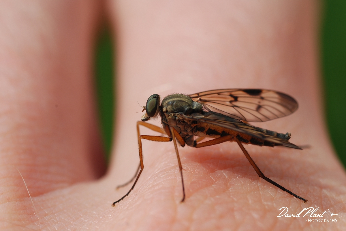 David Plant Photography - Wildlife Photographer - Rhagio scolopaceus - A.JPG - Downlooker snipefly, Rhagio scolopaceus on my hand - Gloucestershire