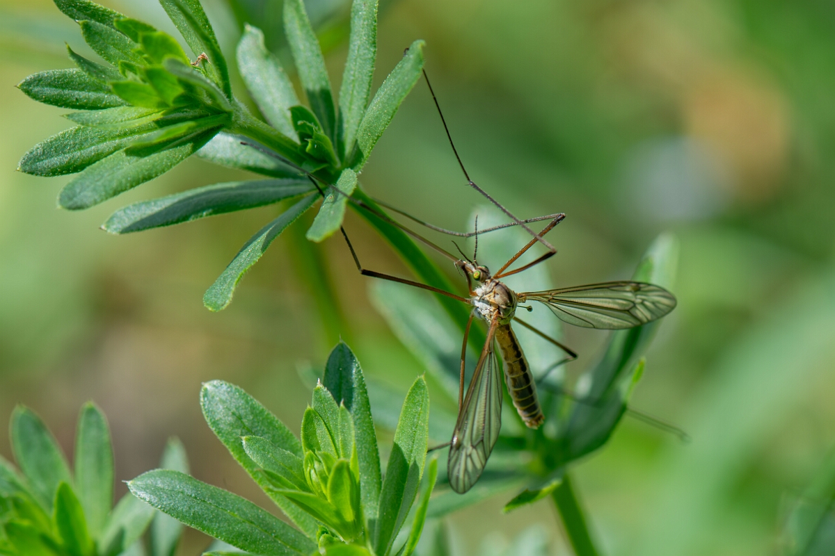 David Plant Photography - Wildlife Photography - Black-striped cranefly, Tipula vernalis - A.jpg - Black-striped cranefly, Tipula vernalis - Cotswolds