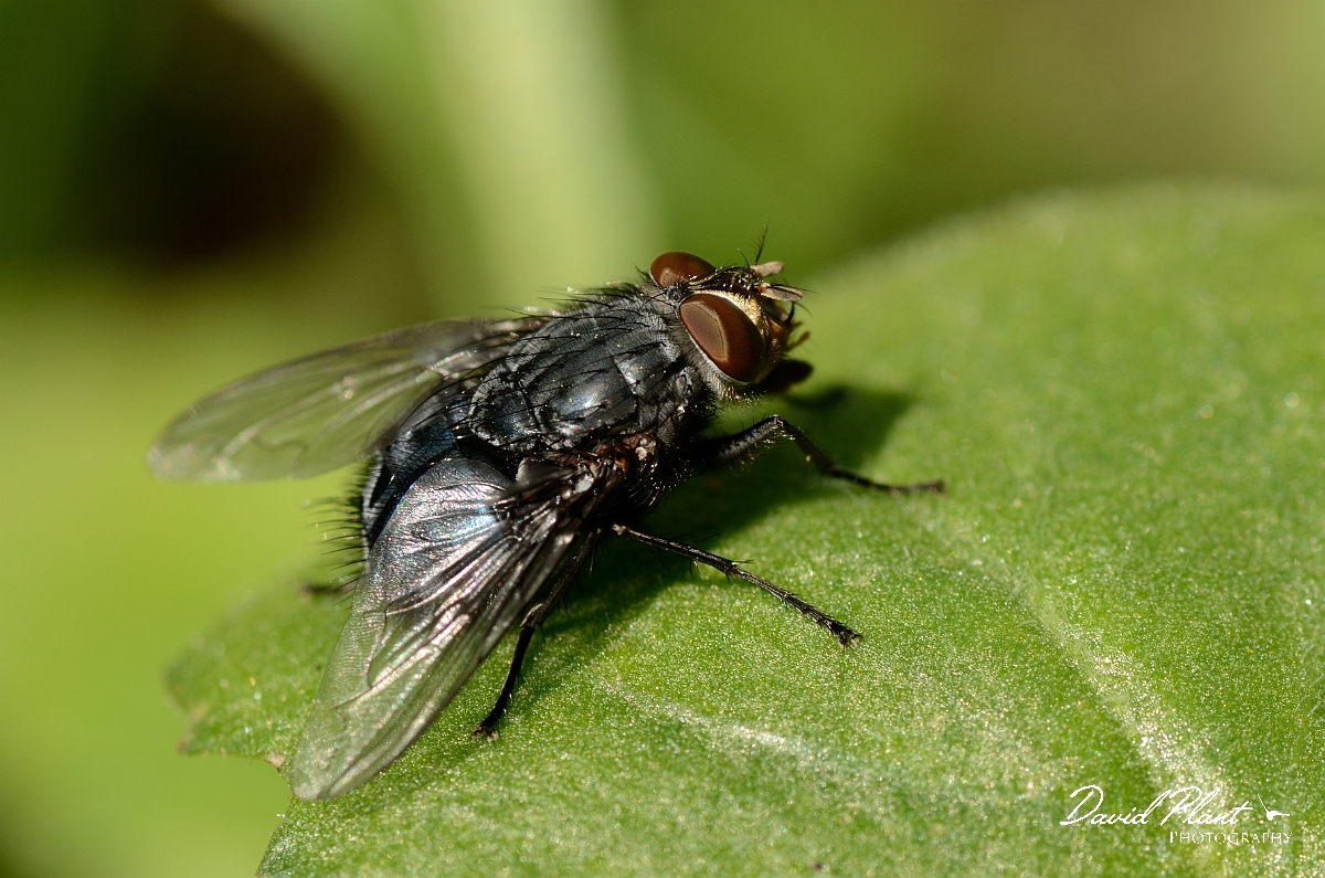 David Plant Photography - Wildlife Photography - Bluebottle, Calliphora vicina - A.jpg - Bluebottle fly, Calliphora vicina - Cotswolds
