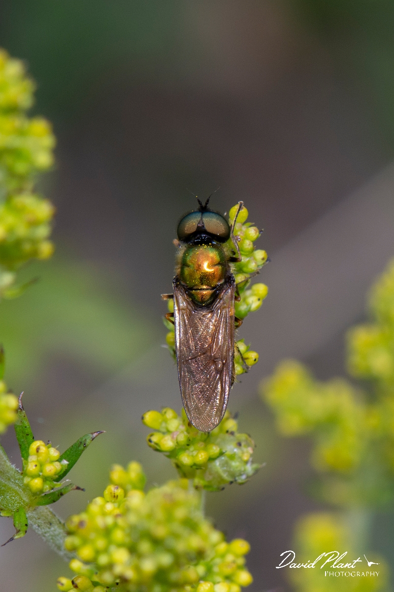 David Plant Photography - Wildlife Photography - Broad centurion, Chloromyia formosa - A.jpg - Broad centurion, Chloromyia formosa - Leicestershire