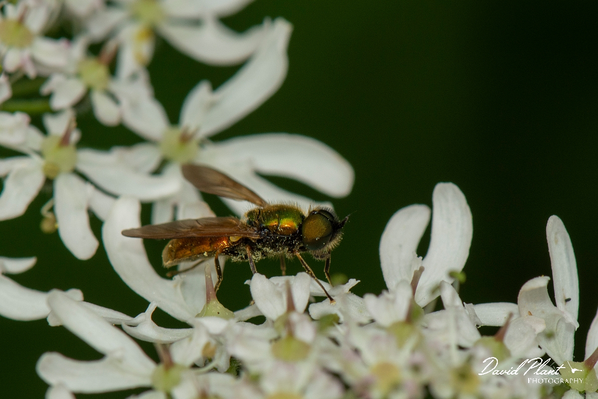 David Plant Photography - Wildlife Photography - Broad centurion, Chloromyia formosa - C.jpg - Broad centurion, Chloromyia formosa - Leicestershire