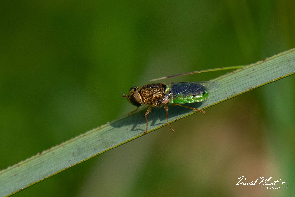 David Plant Photography - Wildlife Photography - Common Green Colonel, Oplodontha viridula - A.JPG - Common green colonel, Oplodontha viridula - Norfolk