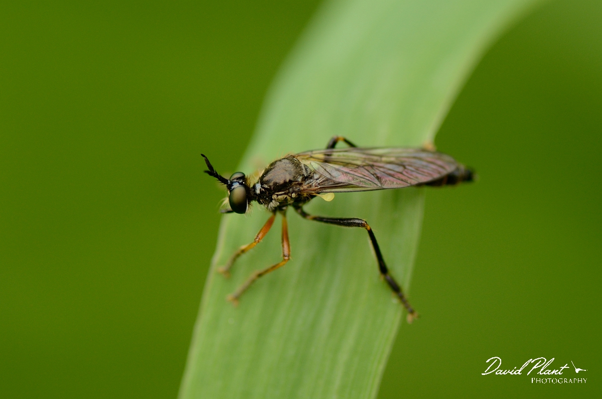 David Plant Photography - Wildlife Photography - Common red-legged robberfly - Dioctria rufipes - B.jpg - Common red-legged robberfly, Dioctria rufipes - Solihull