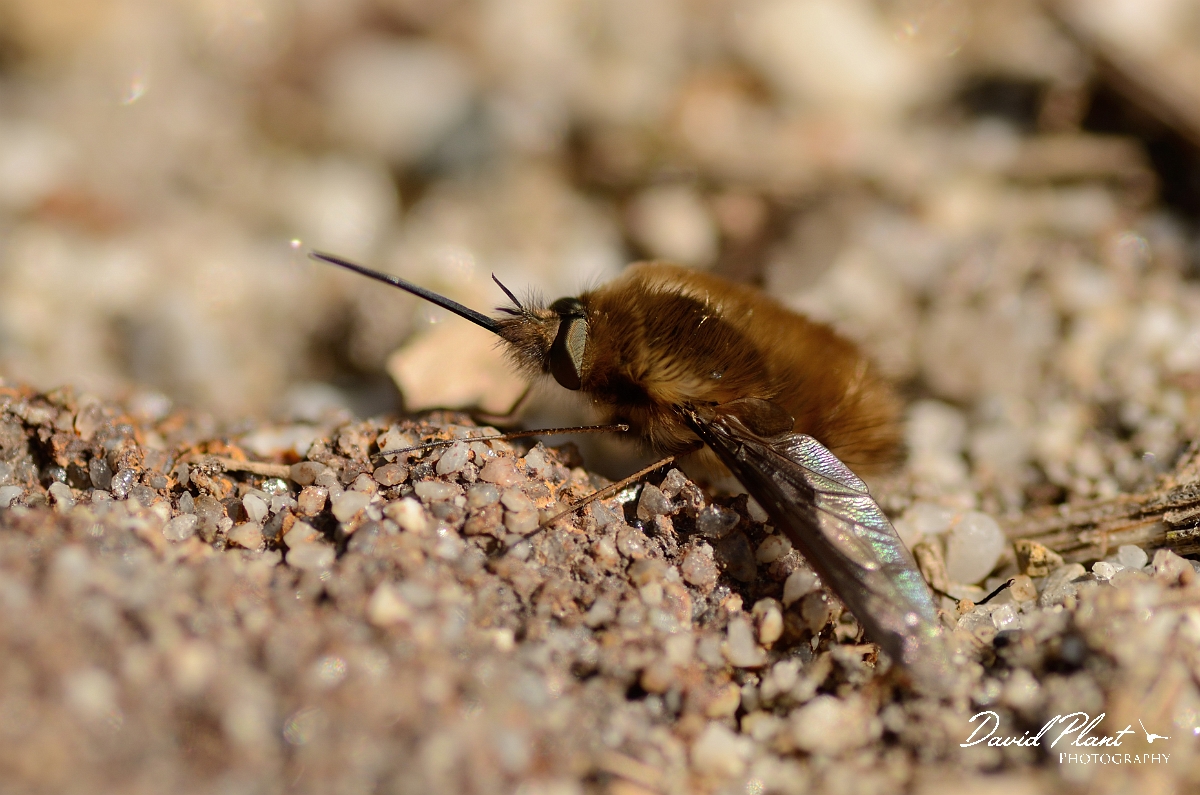 David Plant Photography - Wildlife Photography - Dark-edged beefly, Bombylius major - A.jpg - Dark-edged beefly, Bombylius major - Dorset