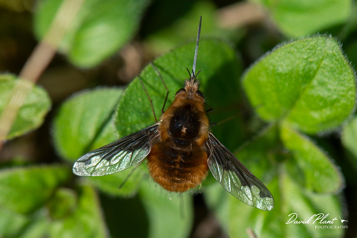 David Plant Photography - Wildlife Photography - Dark-edged beefly, Bombylius major - C.jpg - Dark-edged beefly, Bombylius major - Cotswolds