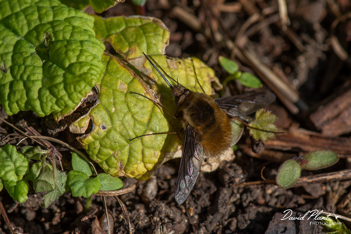 David Plant Photography - Wildlife Photography - Dark-edged beefly, Bombylius major - D.JPG - Dark-edged beefly, Bombylius major - Cotswolds