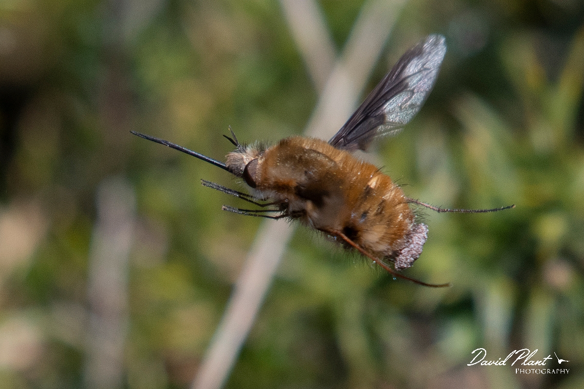 David Plant Photography - Wildlife Photography - Dark-edged beefly, Bombylius major - G.JPG - Dark-edged beefly, Bombylius major - Dorset