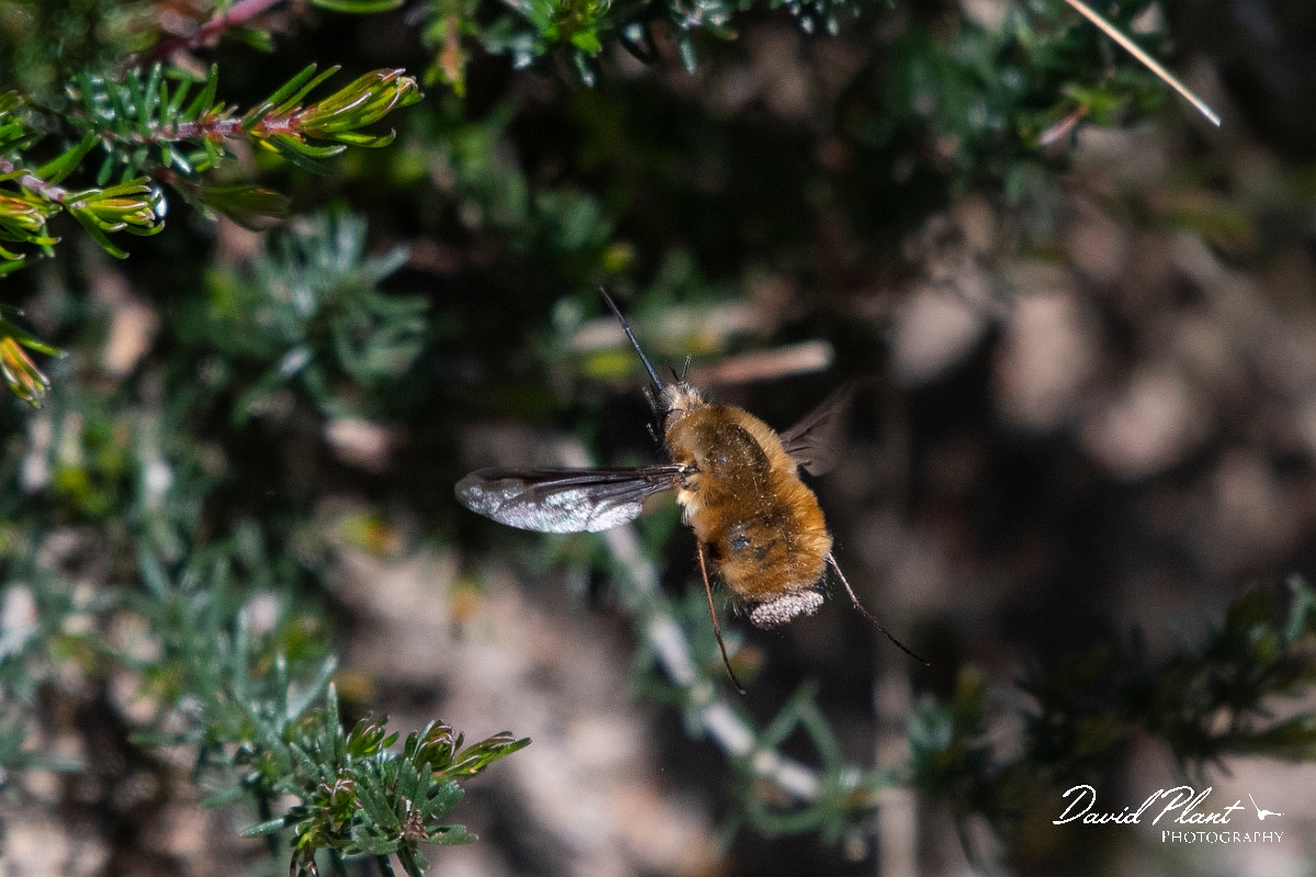 David Plant Photography - Wildlife Photography - Dark-edged beefly, Bombylius major - H.JPG - Dark-edged beefly, Bombylius major - Dorset