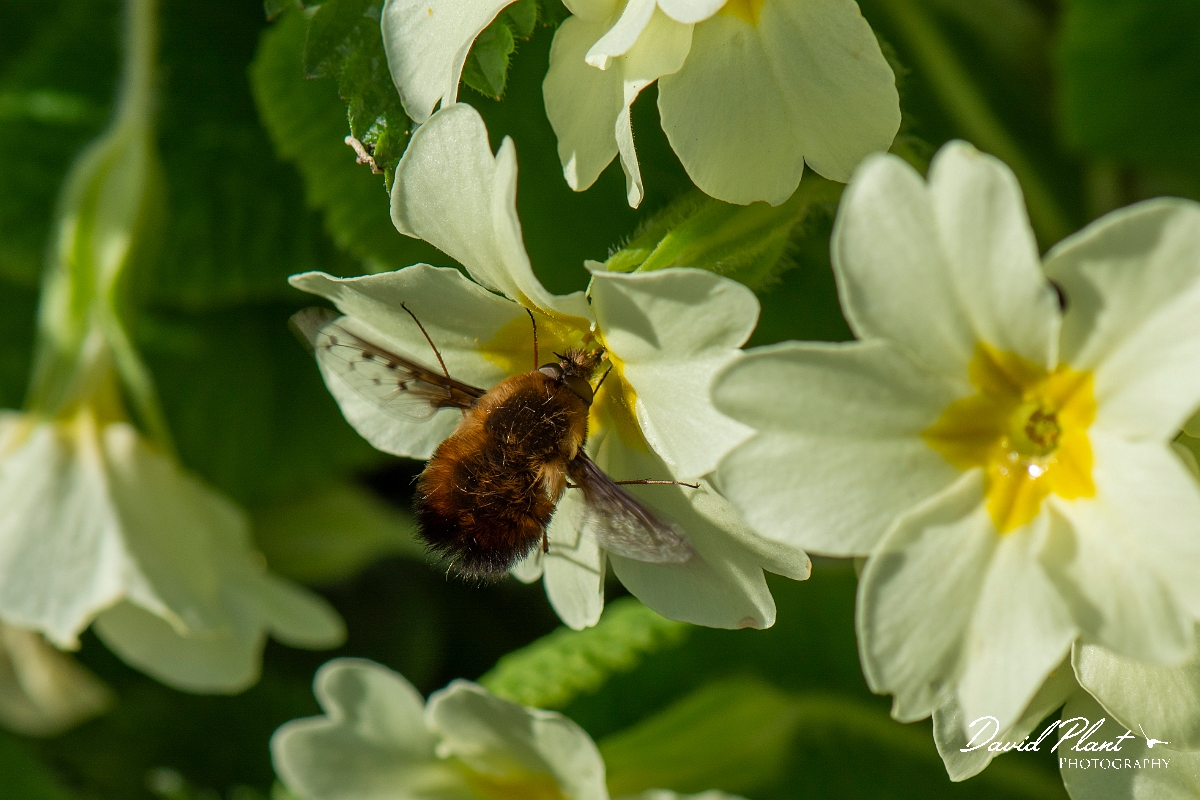 David Plant Photography - Wildlife Photography - Dotted beefly, Bombylius discolor - A.jpg - Dotted beefly, Bombylius discolor - Cotswolds