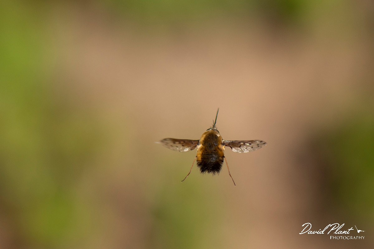 David Plant Photography - Wildlife Photography - Dotted beefly, Bombylius discolor - C.jpg - Dotted beefly, Bombylius discolor - Cotswolds