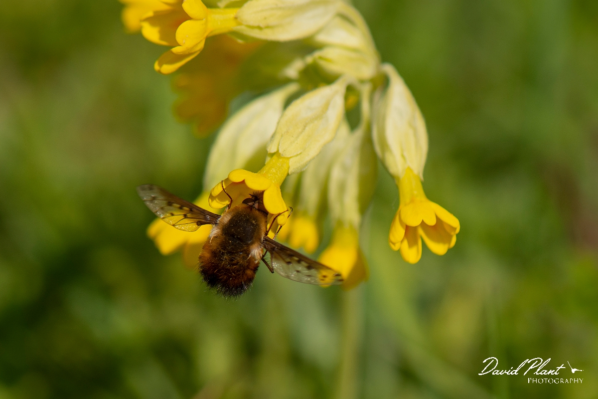 David Plant Photography - Wildlife Photography - Dotted beefly, Bombylius discolor - G.jpg - Dotted beefly, Bombylius discolor - Cotswolds