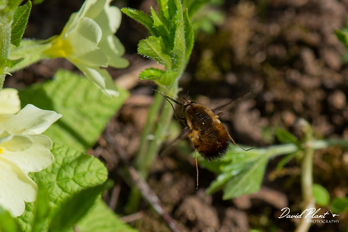 David Plant Photography - Wildlife Photography - Dotted beefly, Bombylius discolor - H.JPG - Dotted beefly, Bombylius discolor, feeding on primrose - Cotswolds