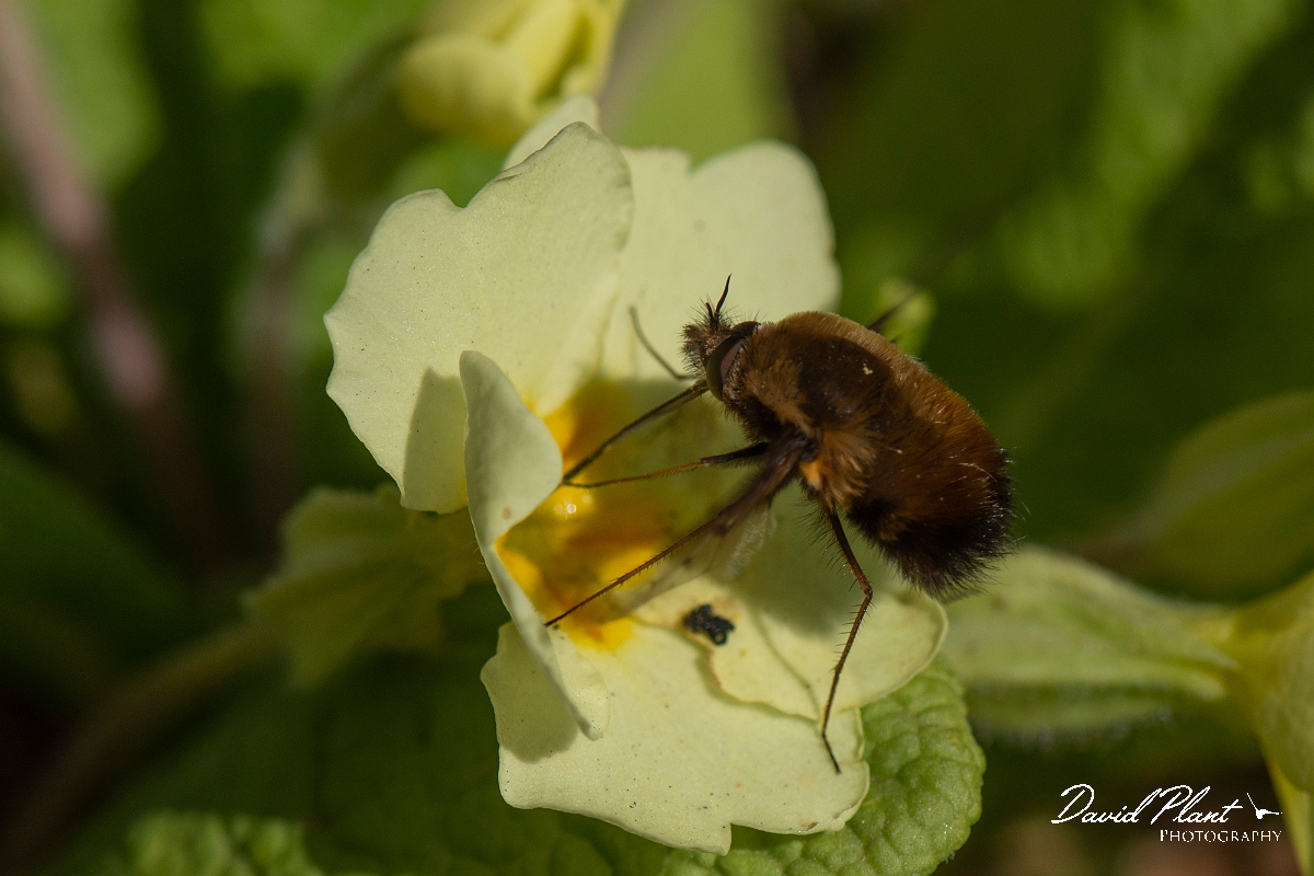 David Plant Photography - Wildlife Photography - Dotted beefly, Bombylius discolor - I.JPG - Dotted beefly, Bombylius discolor, feeding on primrose - Cotswolds
