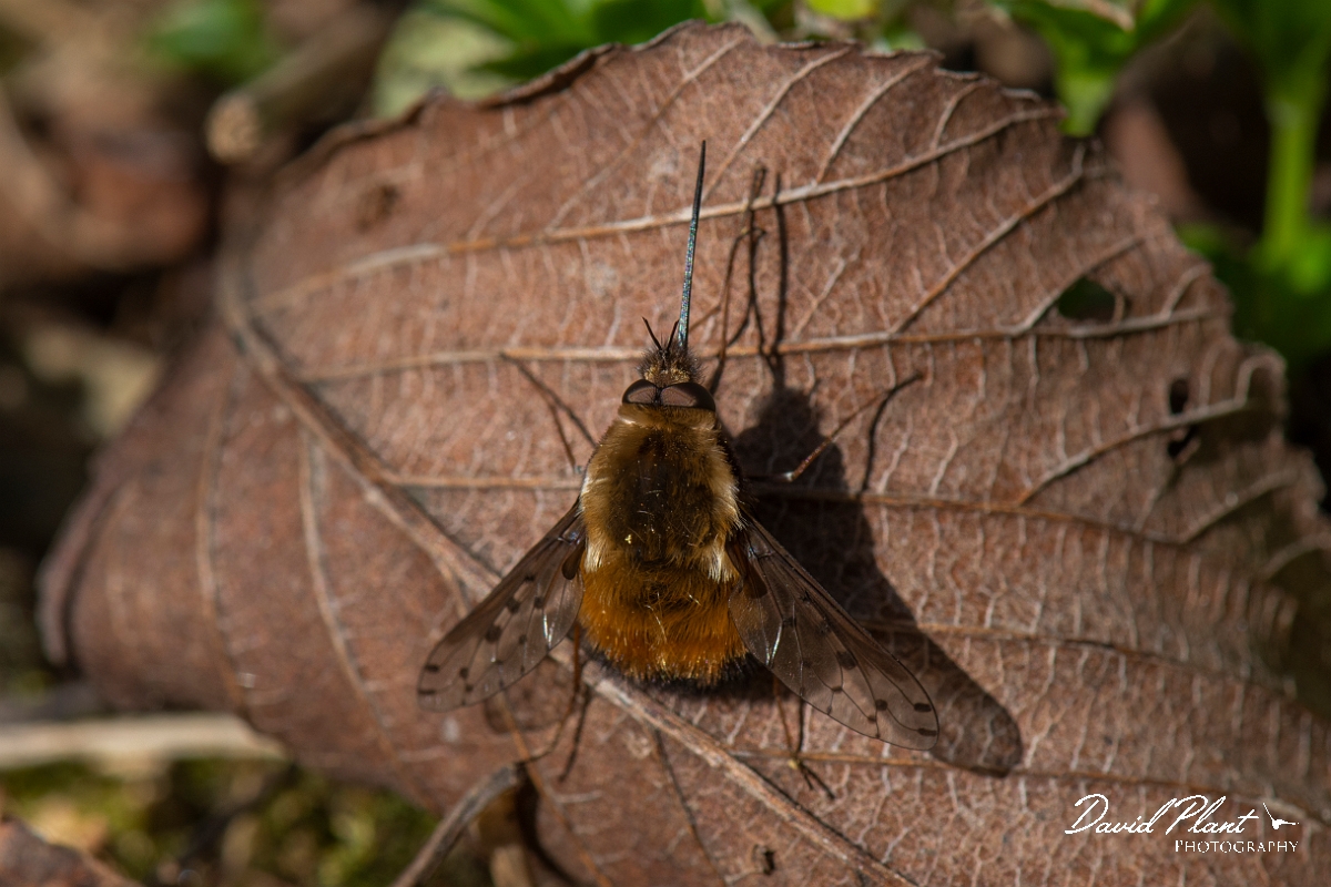 David Plant Photography - Wildlife Photography - Dotted beefly, Bombylius discolor - J.JPG - Dotted beefly, Bombylius discolor, resting on a dead leaf - Cotswolds