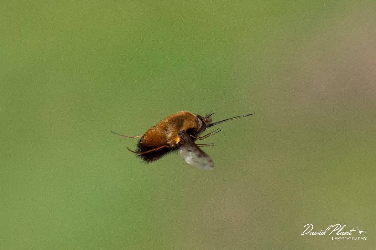David Plant Photography - Wildlife Photography - Dotted beefly, Bombylius discolor - K.JPG - Dotted beefly, Bombylius discolor, in flight - Cotswolds