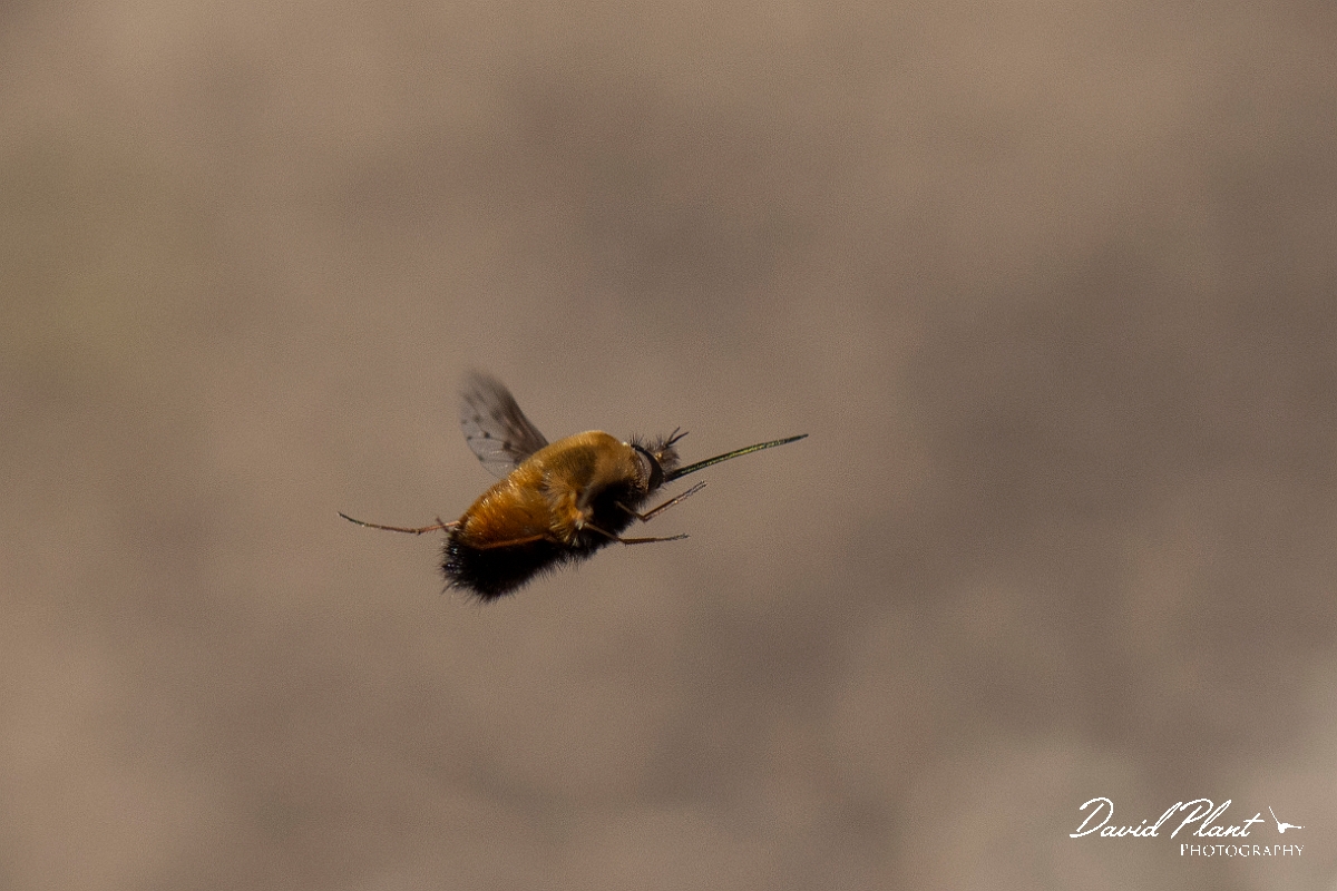 David Plant Photography - Wildlife Photography - Dotted beefly, Bombylius discolor - M.JPG - Dotted beefly, Bombylius discolor, in flight - Cotswolds