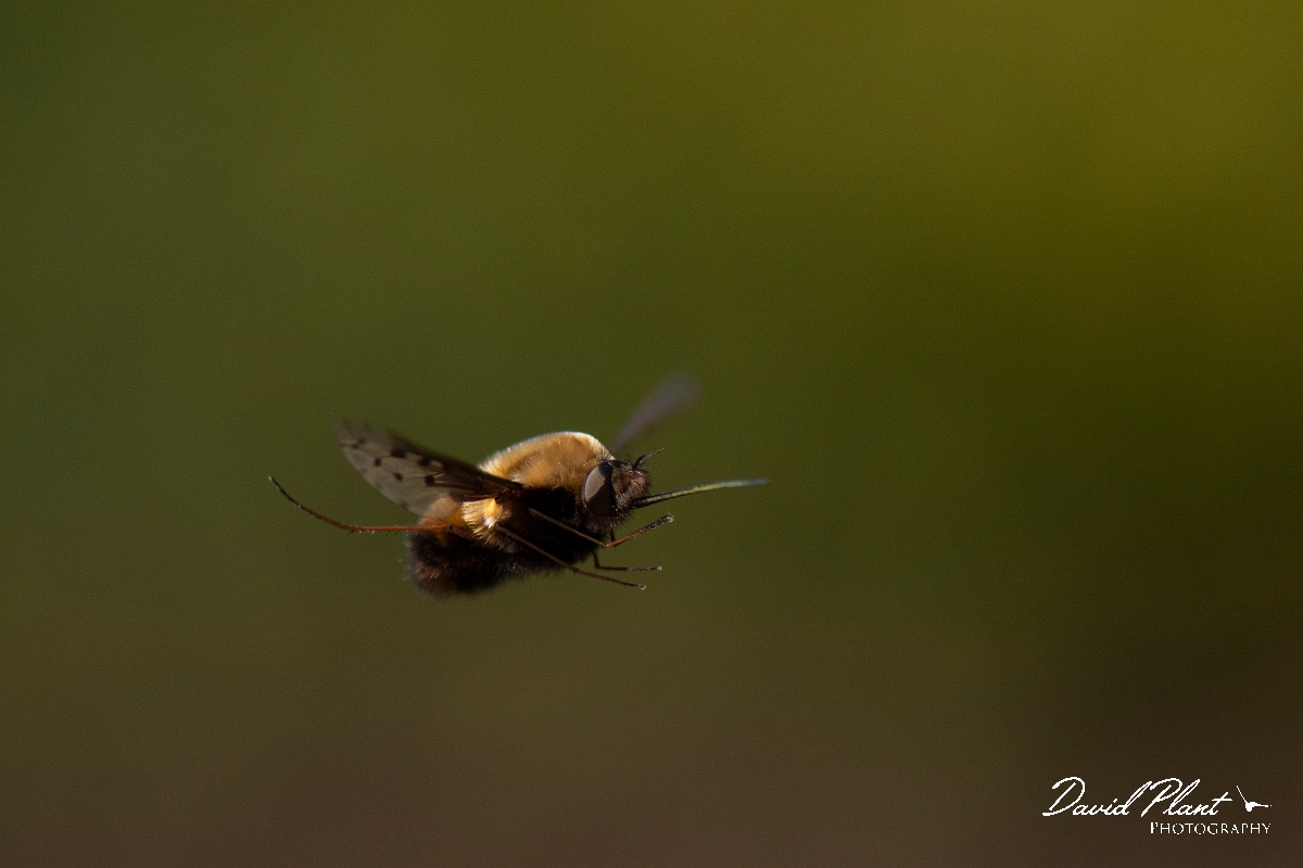 David Plant Photography - Wildlife Photography - Dotted beefly, Bombylius discolor - N.JPG - Dotted beefly, Bombylius discolor, in flight - Cotswolds