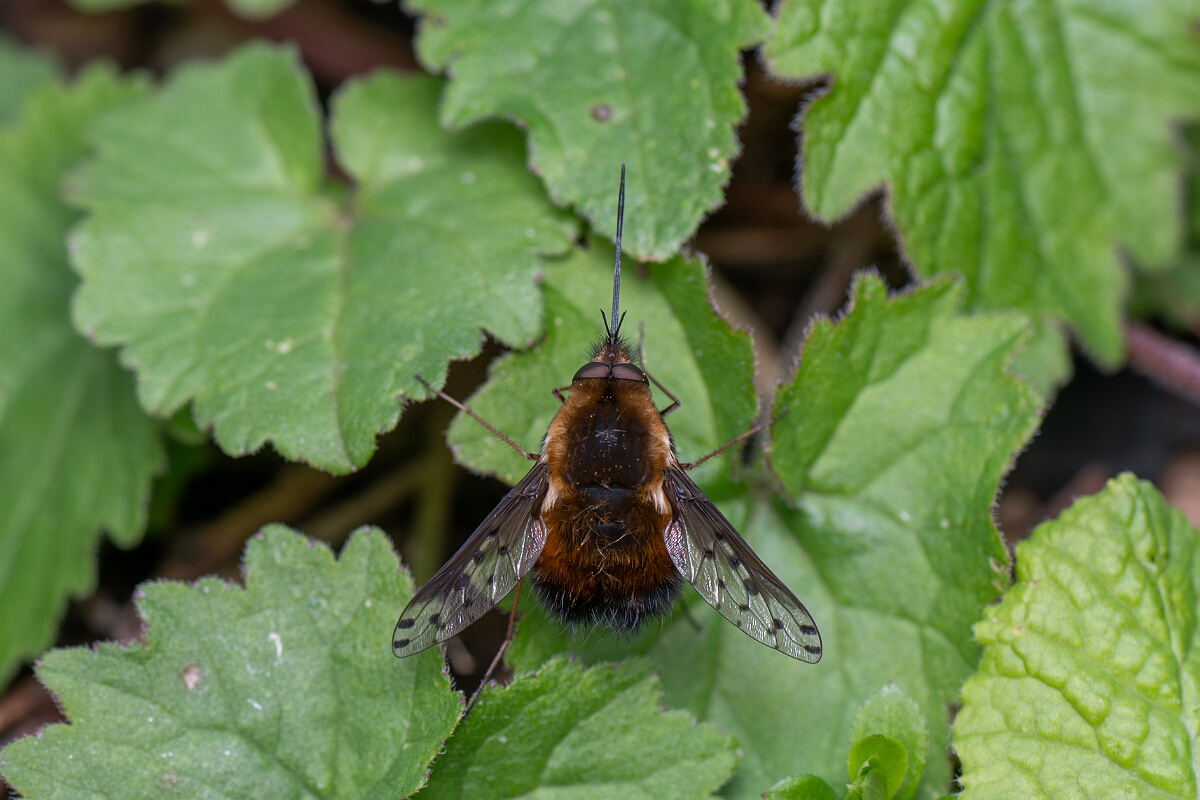 David Plant Photography - Wildlife Photography - Dotted beefly, Bombylius discolor - O.jpg - Dotted beefly, Bombylius discolor - Cotswolds