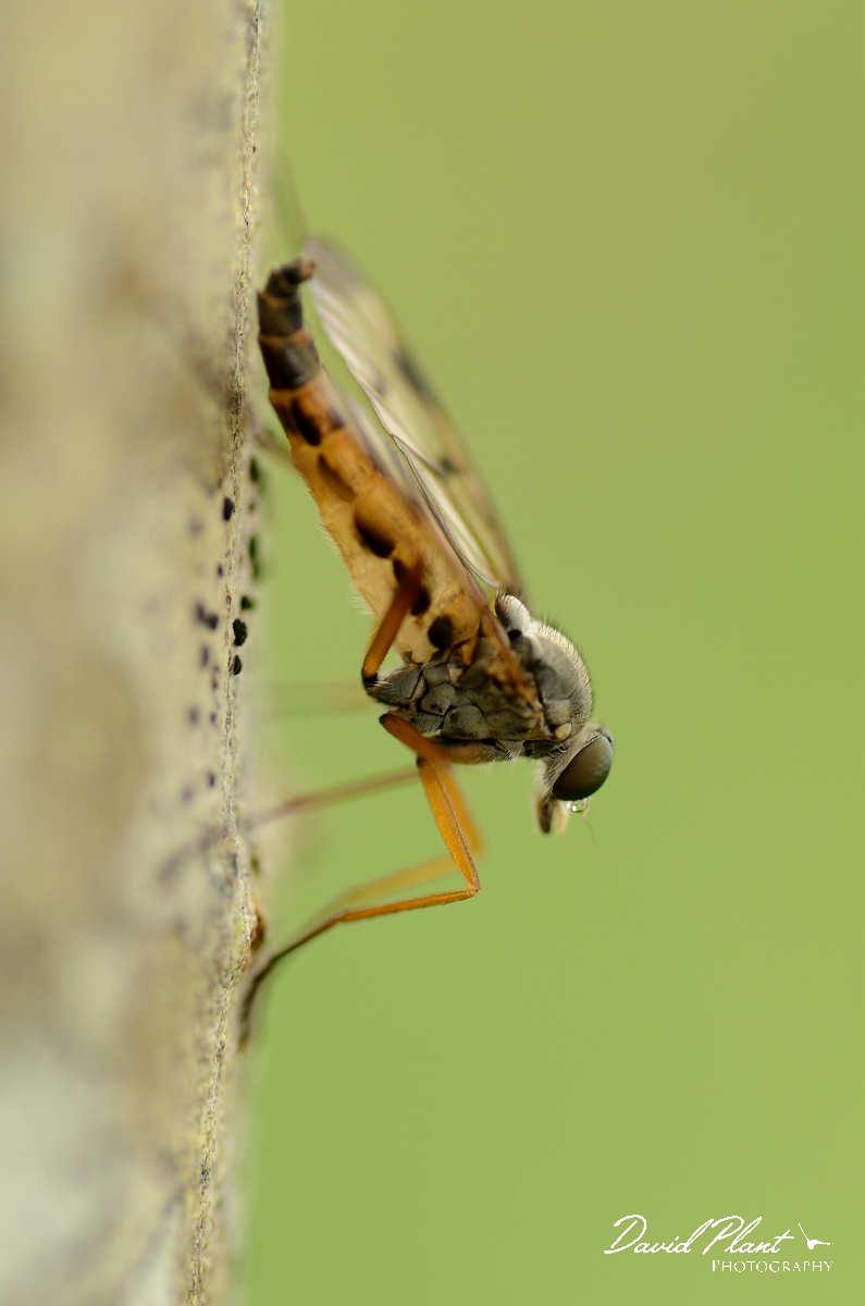 David Plant Photography - Wildlife Photography - Downlooker snipefly, Rhagio scolopaceus - B.jpg - Downlooker snipefly, Rhagio scolopaceus - Argyll and Bute