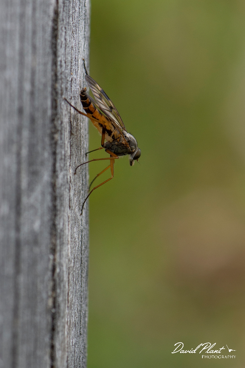 David Plant Photography - Wildlife Photography - Downlooker snipefly, Rhagio scolopaceus - C.JPG - Downlooker snipefly, Rhagio scolopaceus - Argyll