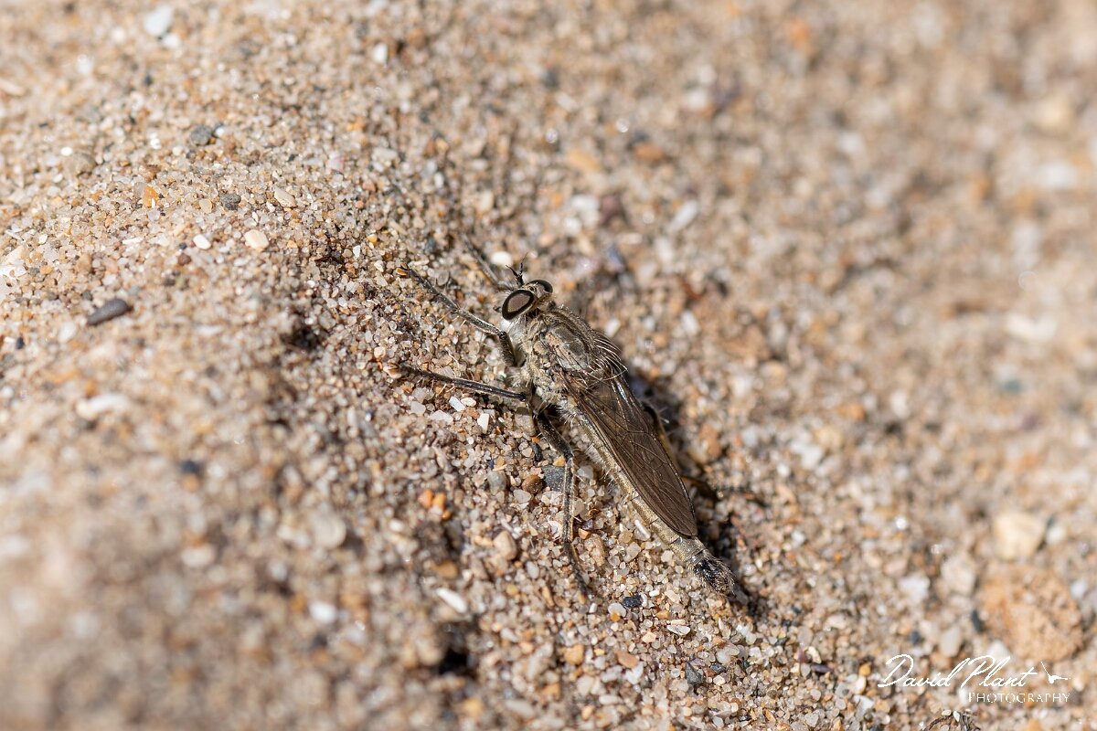 David Plant Photography - Wildlife Photography - Dune robberfly, Philonicus albiceps - A.jpg - Dune robberfly, Philonicus albiceps - Devon