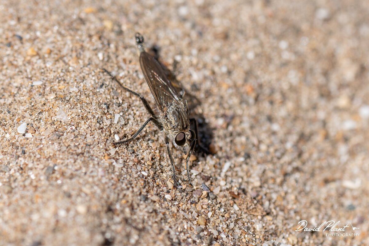 David Plant Photography - Wildlife Photography - Dune robberfly, Philonicus albiceps - B.jpg - Dune robberfly, Philonicus albiceps - Devon