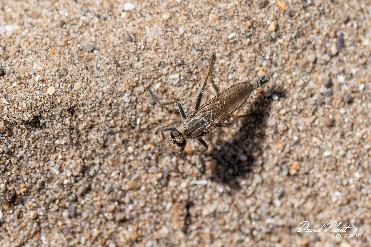 David Plant Photography - Wildlife Photography - Dune robberfly, Philonicus albiceps - C.jpg - Dune robberfly, Philonicus albiceps - Devon