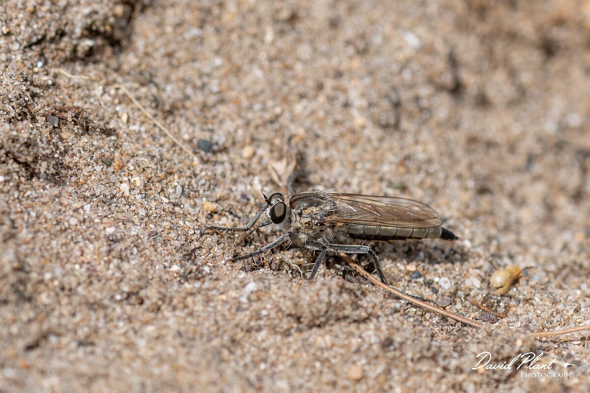 David Plant Photography - Wildlife Photography - Dune robberfly, Philonicus albiceps - E.jpg - Dune robberfly, Philonicus albiceps - Devon