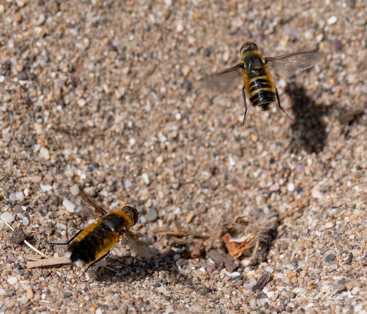 David Plant Photography - Wildlife Photography - Dune villa, Villa modesta - F.jpg - Dune villa, Villa modesta, pair - Devon
