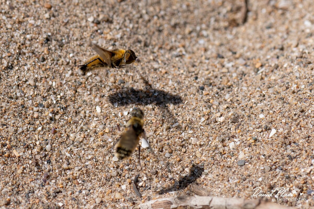 David Plant Photography - Wildlife Photography - Dune villa, Villa modesta - H.jpg - Dune villa, Villa modesta, pair - Devon