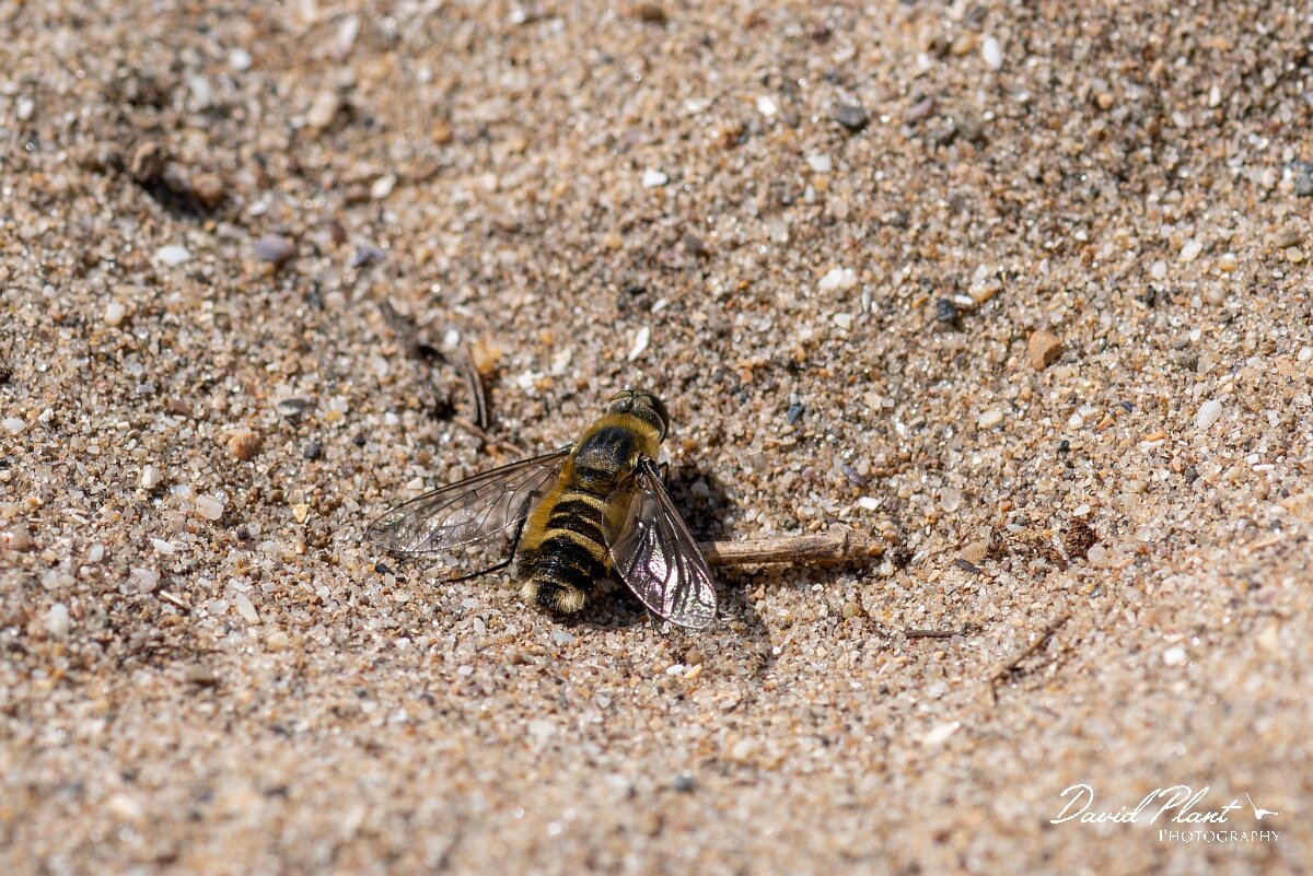 David Plant Photography - Wildlife Photography - Dune villa, Villa modesta - J.jpg - Dune villa, Villa modesta, female - Devon